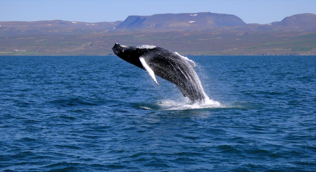 Iceland Whale Watching