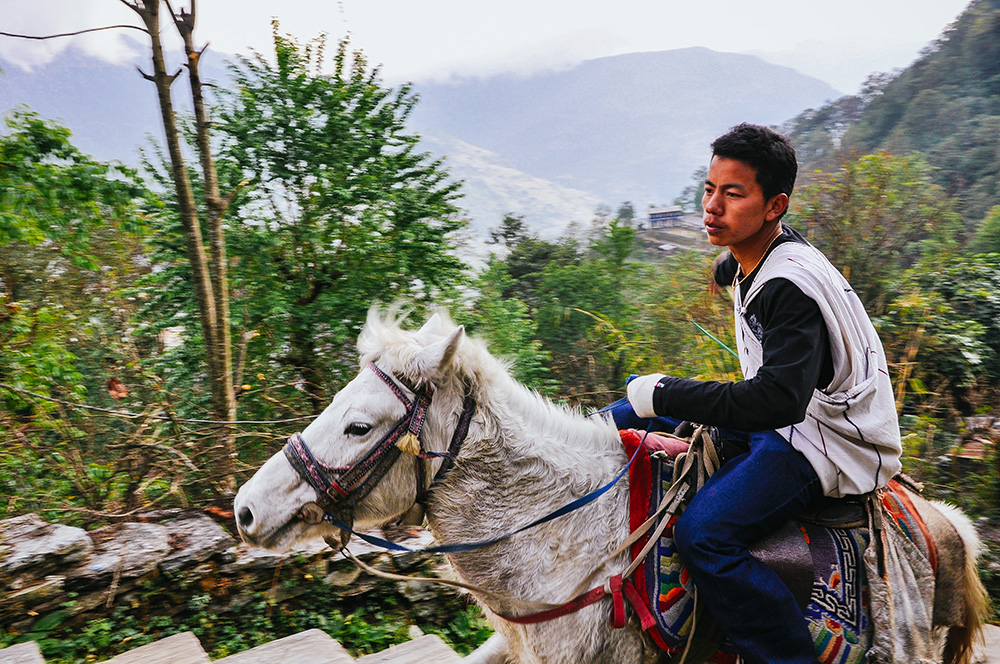 Horse, Nepal