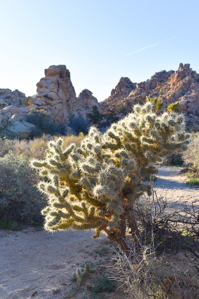how_to_have_an_epic_weekend_at_joshua_tree_national_park_hiking