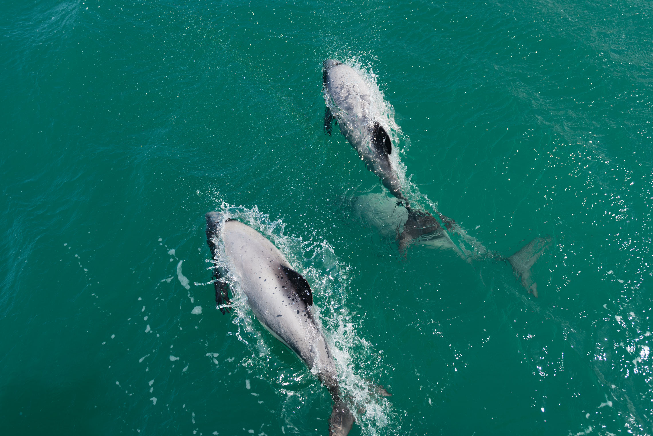 Akaroa Dolphins Cruise, Hector's Dolphin