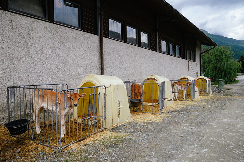 Agristurismo Rini, calves, Bormio