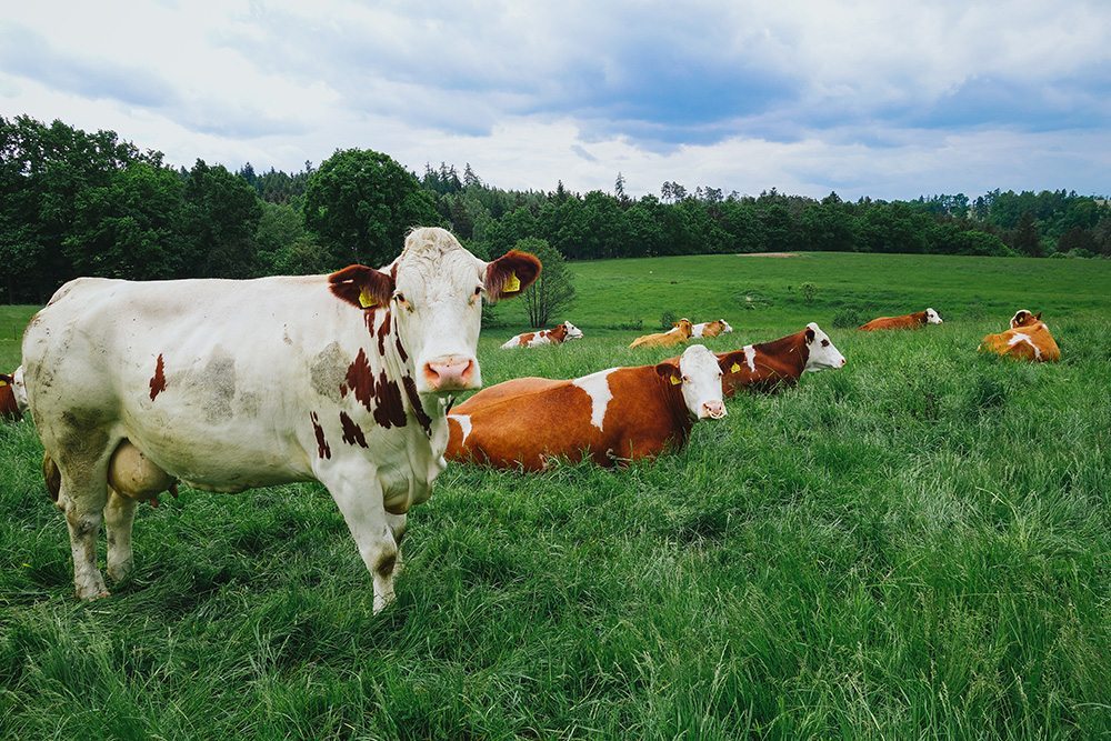 Bio Dairy Farm, Guidilo