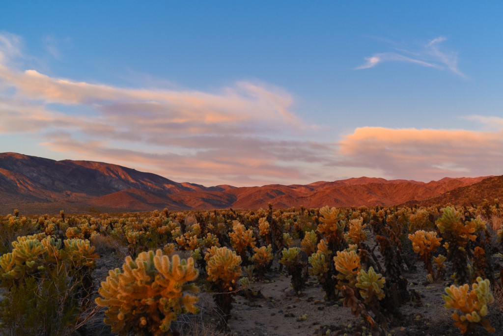 how_to_have_an_epic_weekend_at_joshua_tree_national_park_sunrise