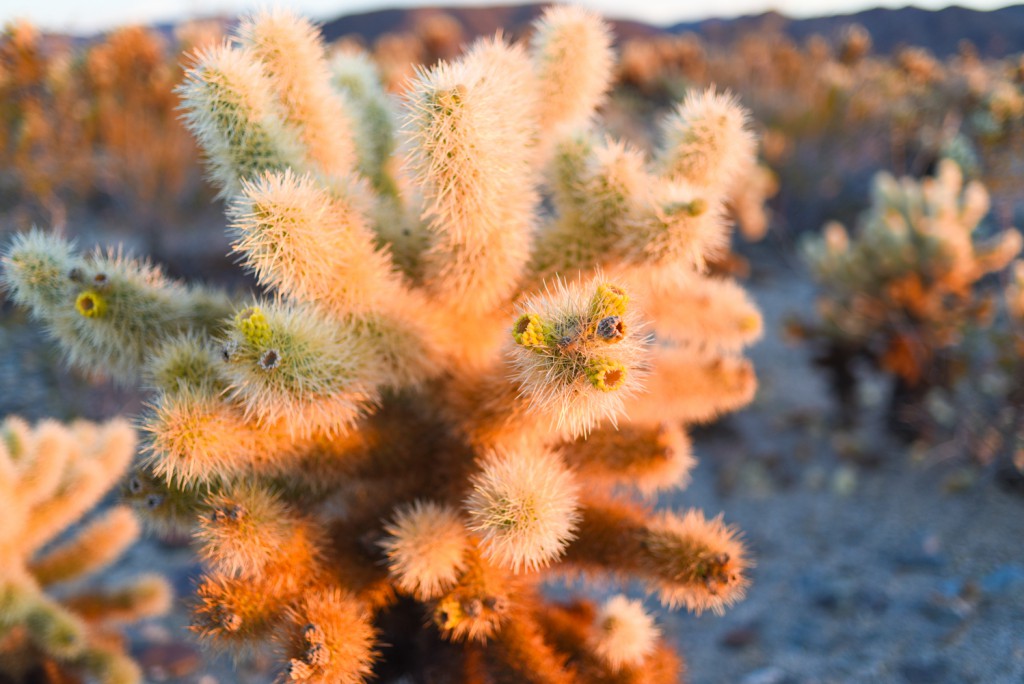 how_to_have_an_epic_weekend_at_joshua_tree_national_park_sunrise