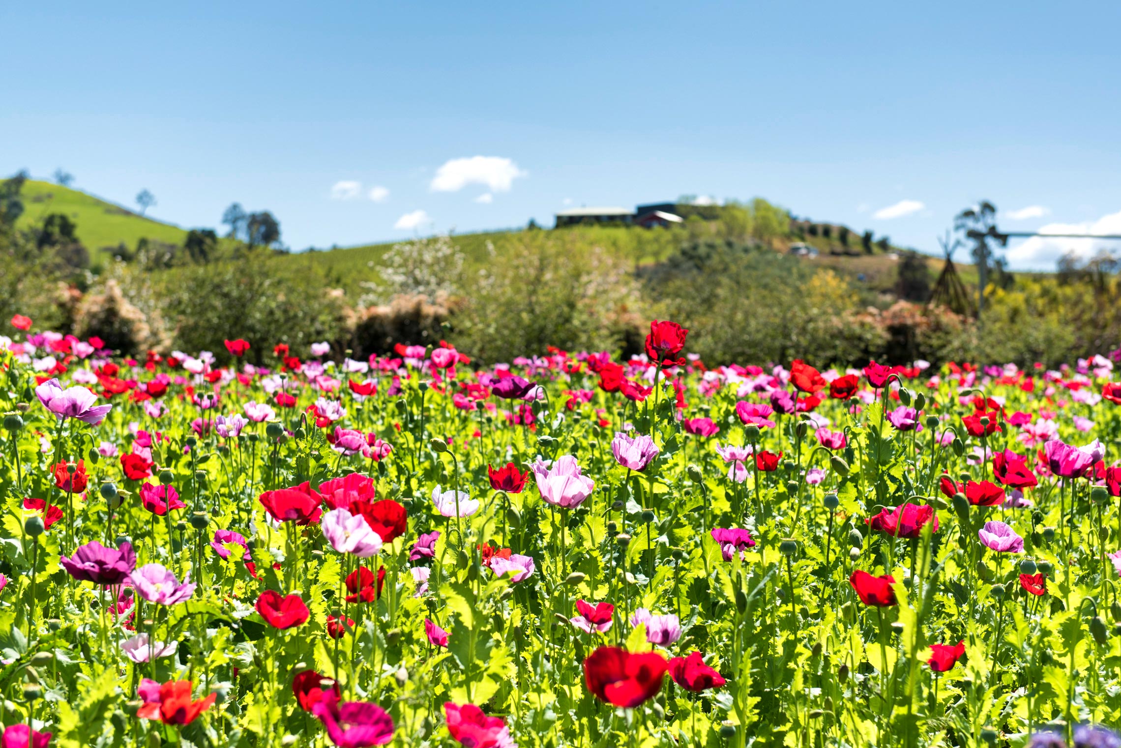 Alowyn Gardens, Poppies, Yarra Valley