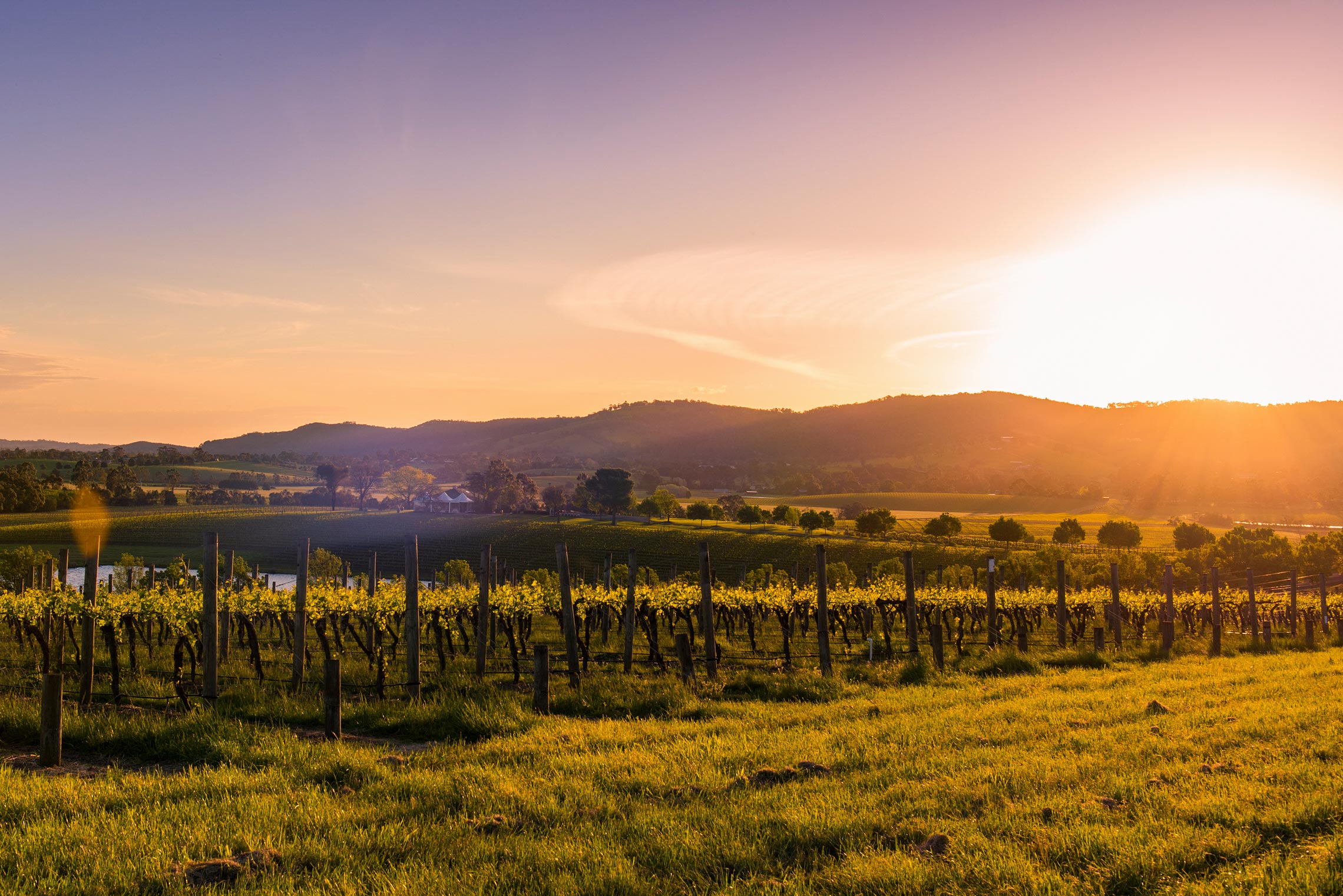 Yarra Valley, Balgownie Estate, Sunset