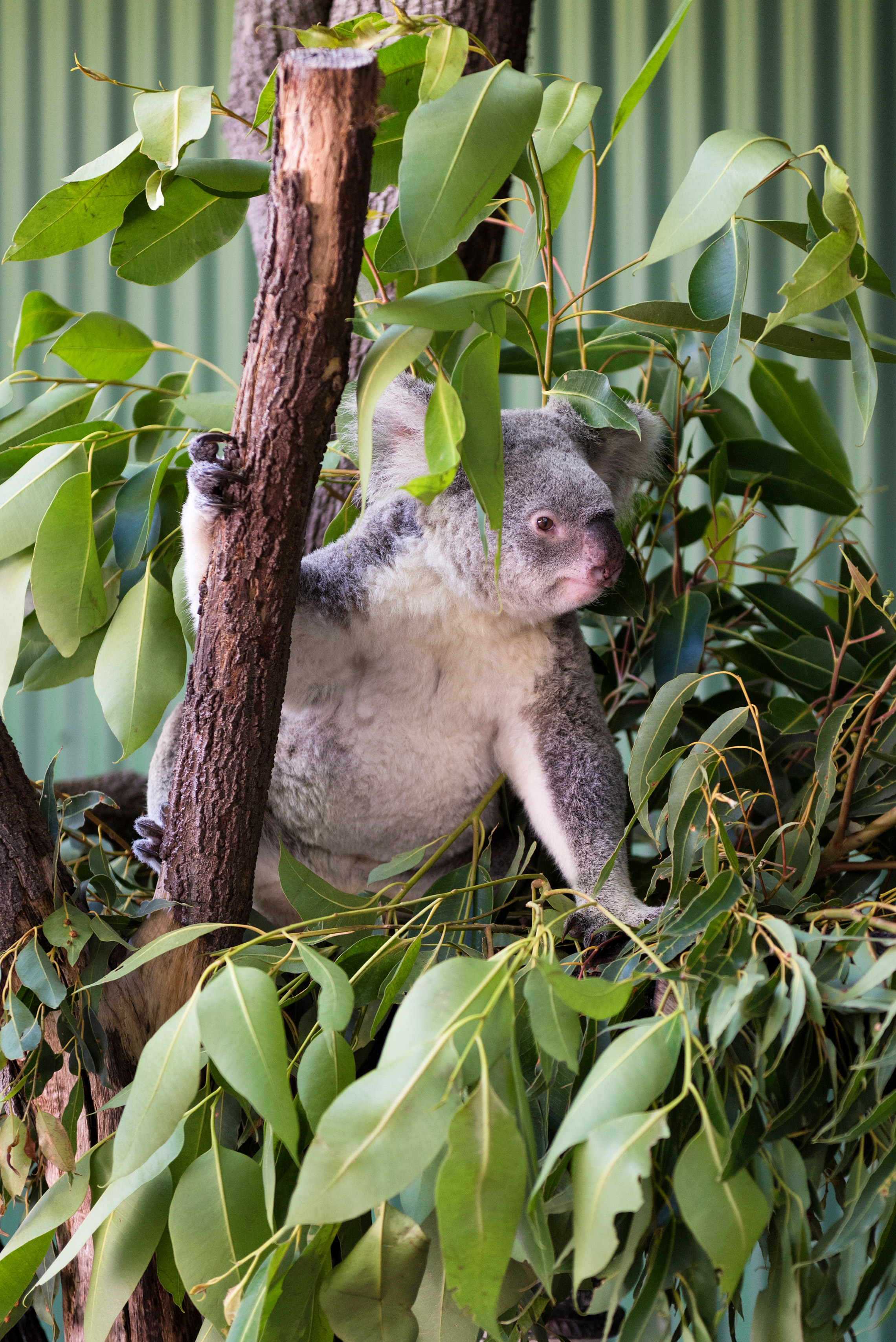 Koala, Wildlife Habitat, Far North Queensland