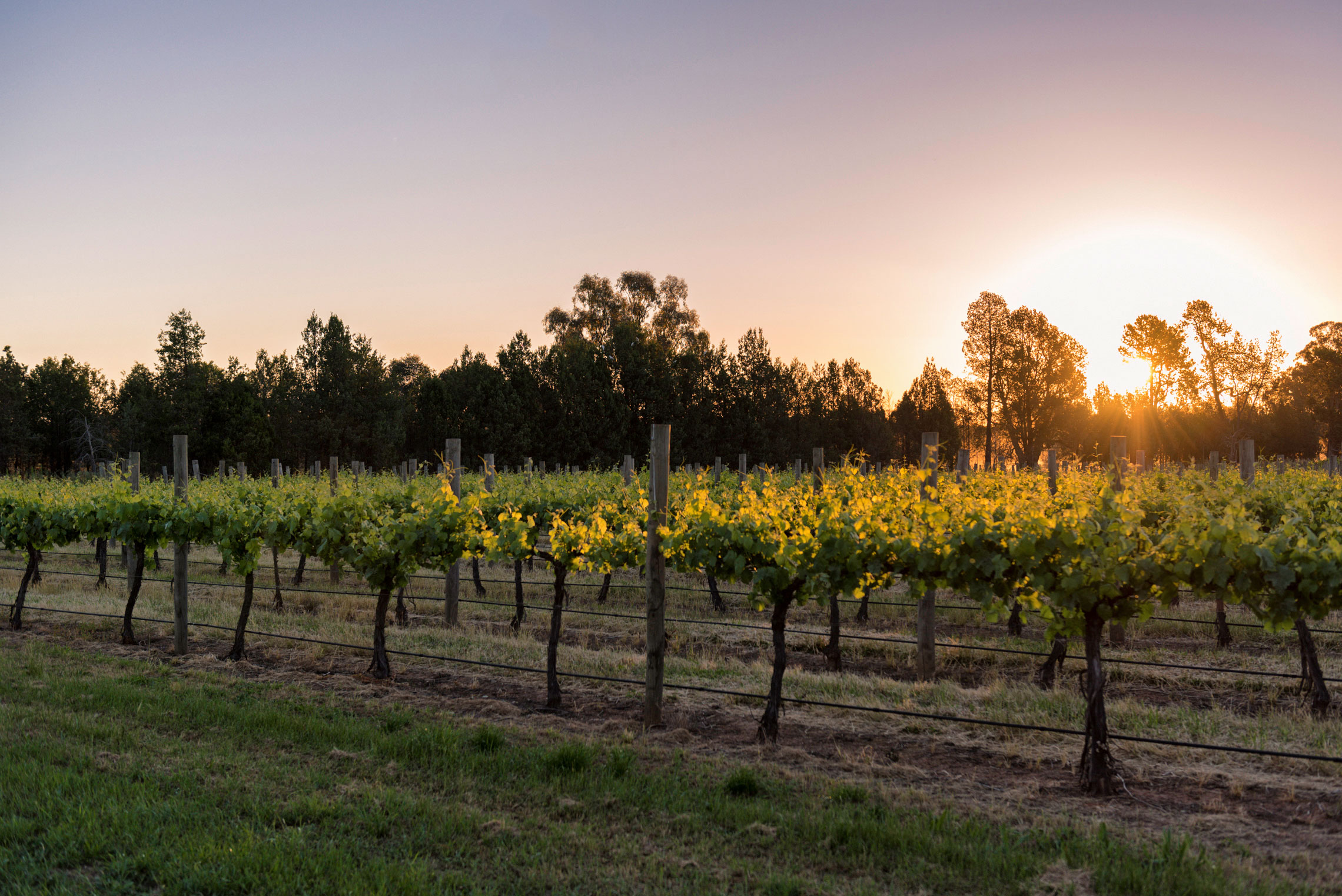 Grapevine Glamping, Cofield Wines, Rutherglen