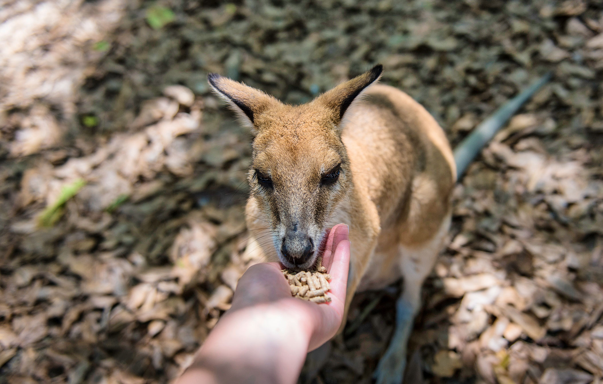 Wallaby, Wildlife Habitat, Far North Queensland