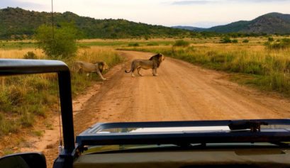 south africa safari, game drive, lion
