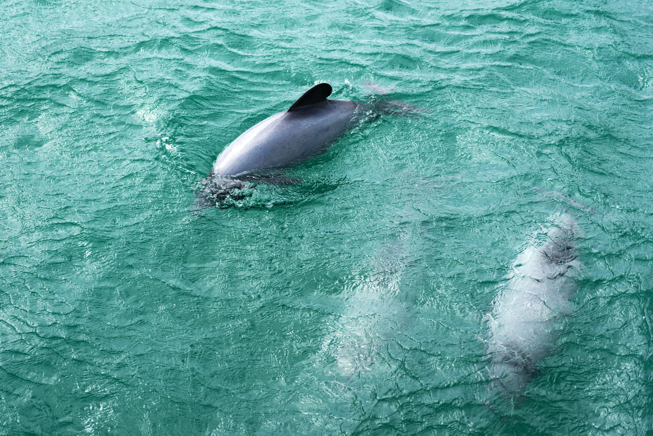 Akaroa Dolphins Cruise, Hector's Dolphin