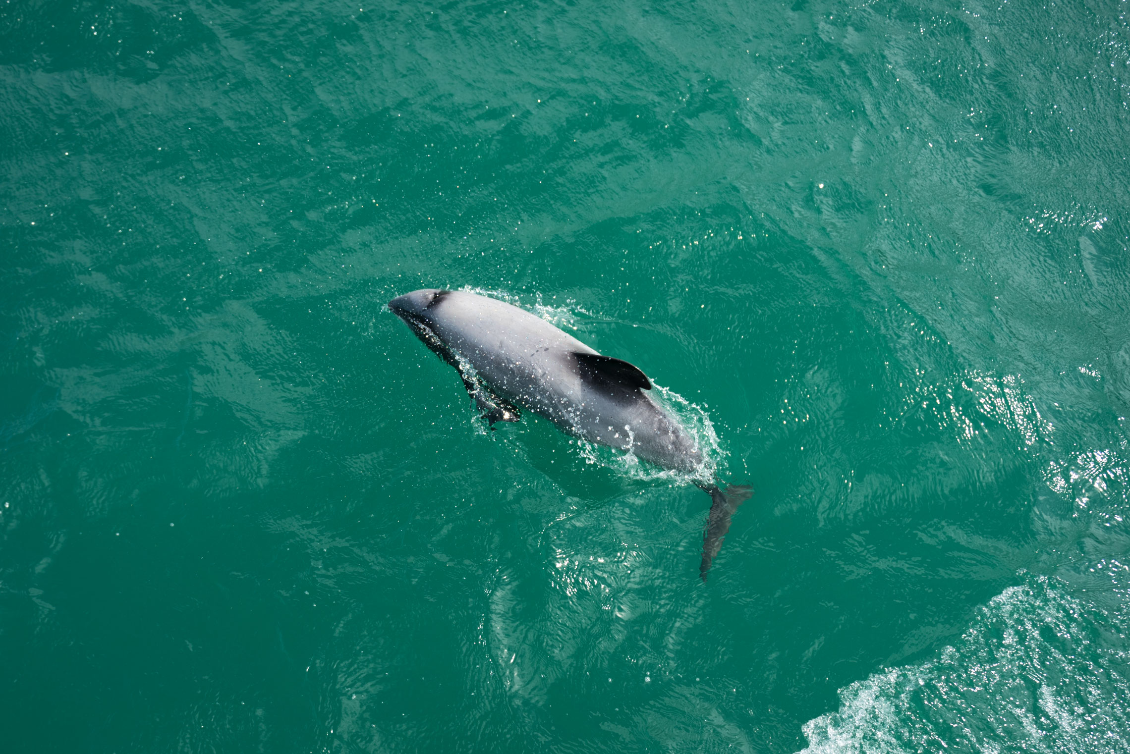 Akaroa Dolphins Cruise, Hector's Dolphin