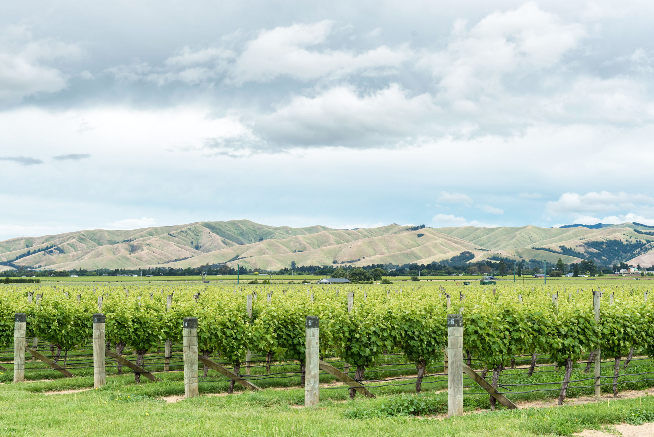 Road Trip in New Zealand, Blenheim