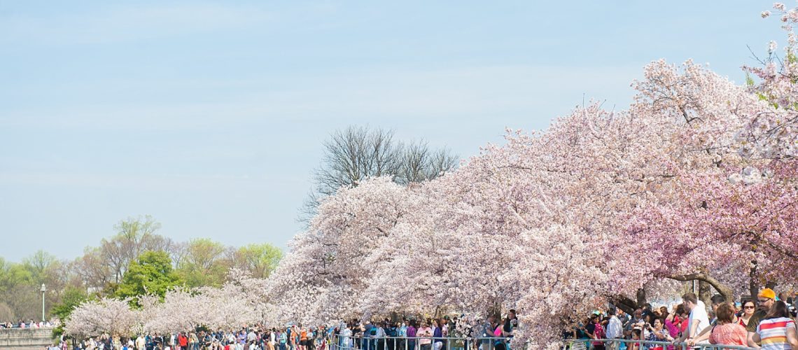 How to Spend One Perfect Day in Washington, DC with a stop at the Tidal Basin for Cherry Blossoms