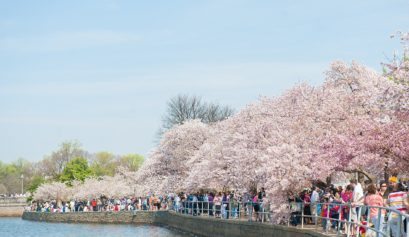 How to Spend One Perfect Day in Washington, DC with a stop at the Tidal Basin for Cherry Blossoms