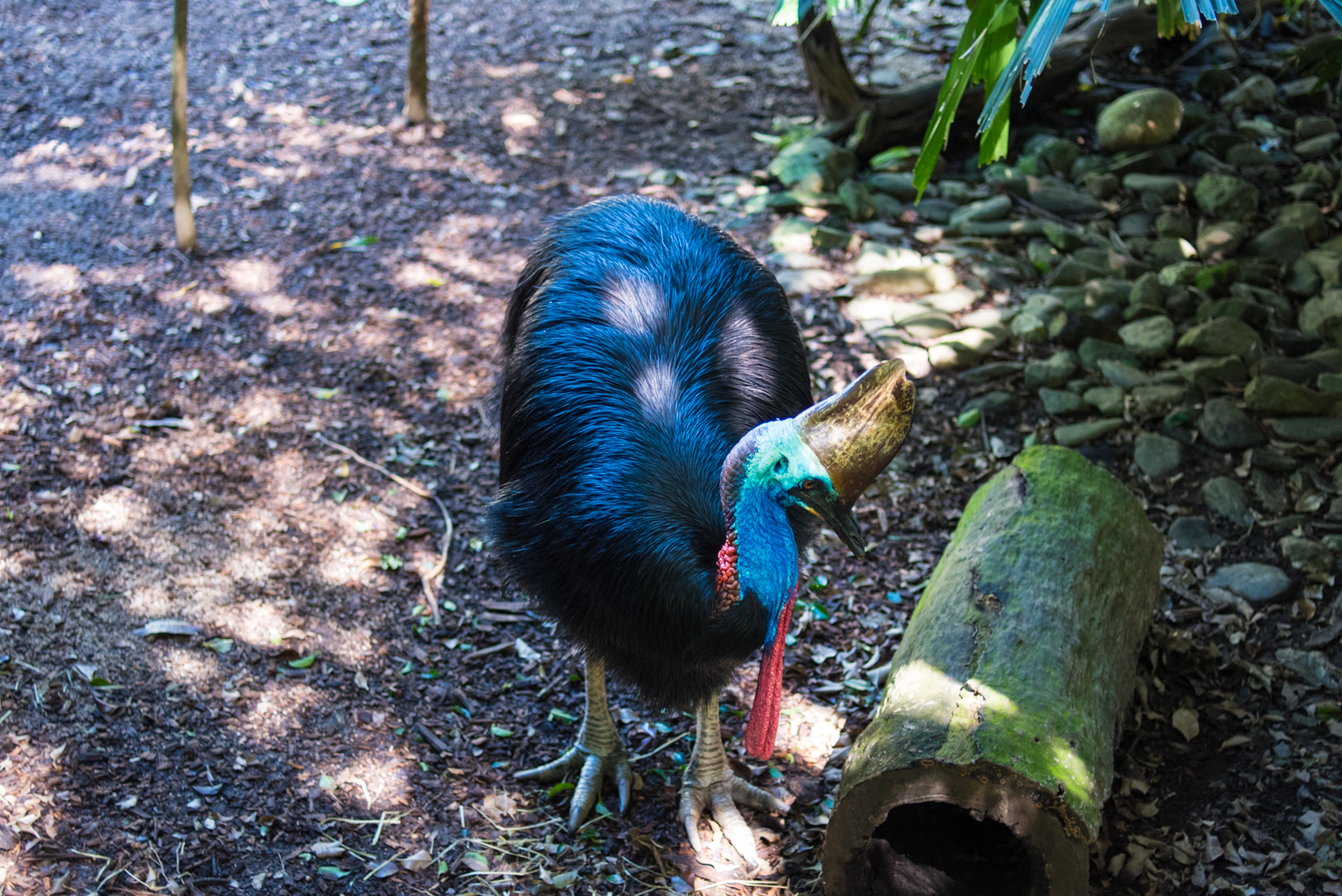 Far North Queensland Bucket List, Cassowary